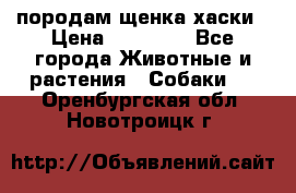 породам щенка хаски › Цена ­ 10 000 - Все города Животные и растения » Собаки   . Оренбургская обл.,Новотроицк г.